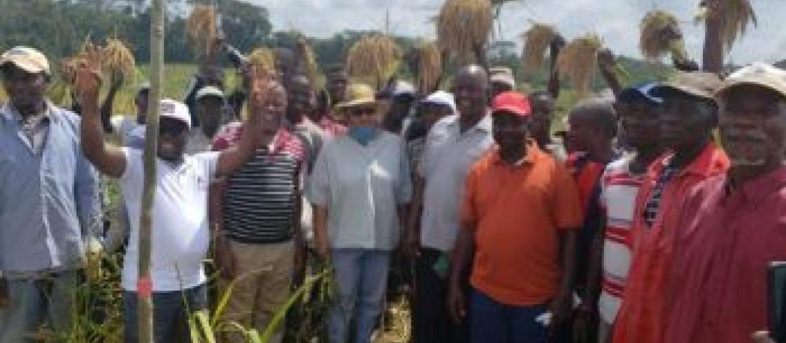 Minister Cooper Launches Major Harvest In Bong County Ministry Of